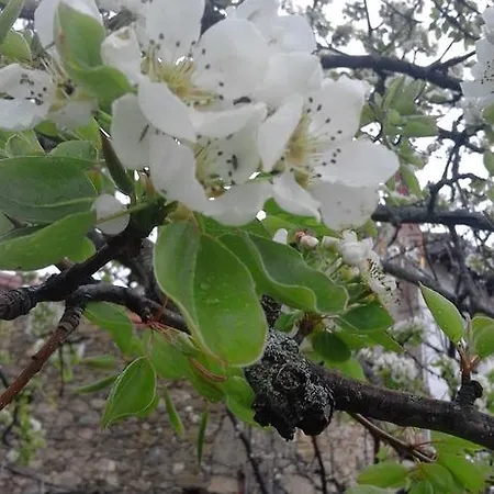 El Tormal カントリーハウス