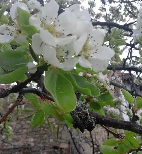 El Tormal منزل ريفي